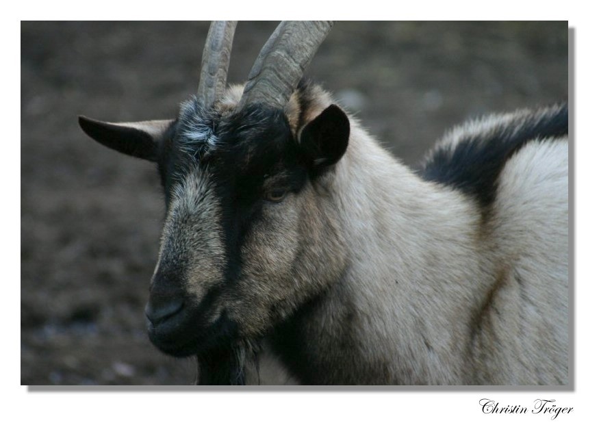 goat