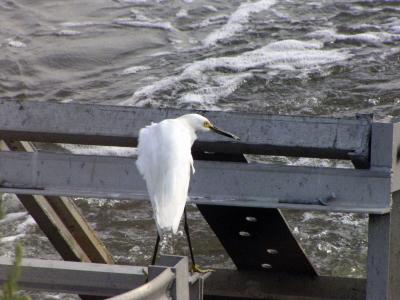 egret-2.jpg