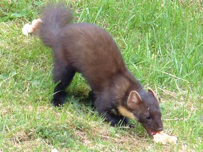 Scotty-Pine-Marten-2.JPG