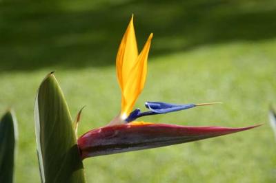 Bird Of Paradise