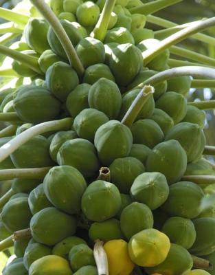 Papaya