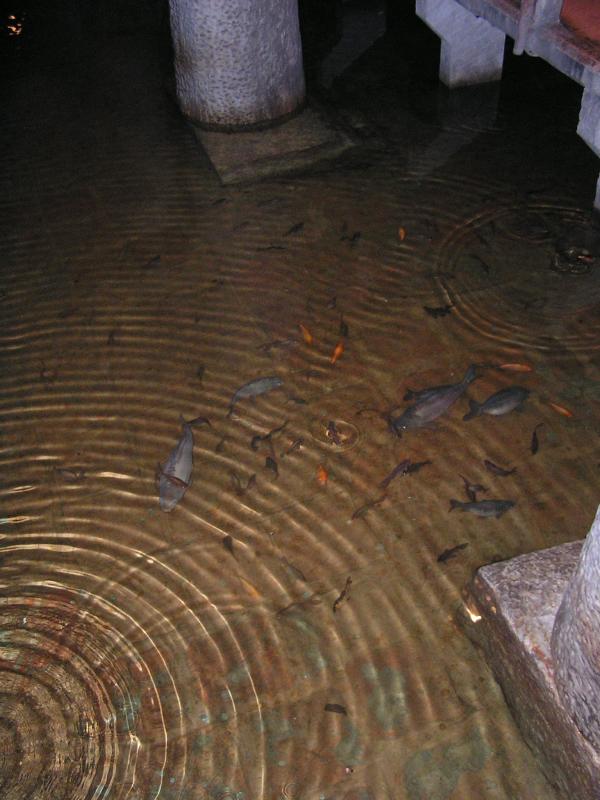  fishies