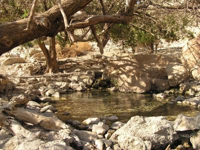 Ein Gedi springs