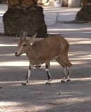 Small Ibex