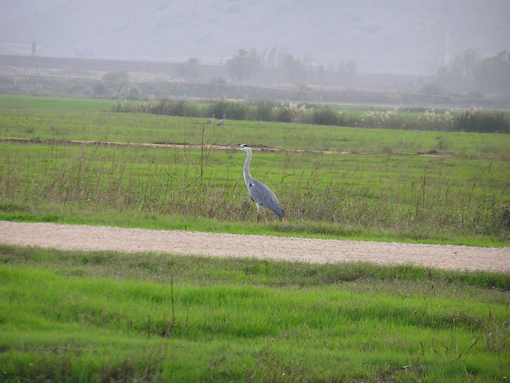 Blue Heron