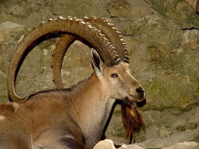 Fort Worth Zoo.Nubian Ibex.jpg