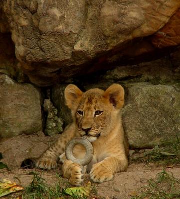 Fort Worth Zoo Lion cub.jpg