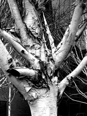 December 22 2003:  Silver Birch