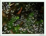 August 3 2004: <br> After the Rain