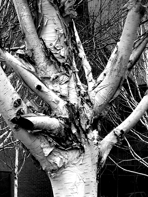 December 22 2003: <br> Silver Birch