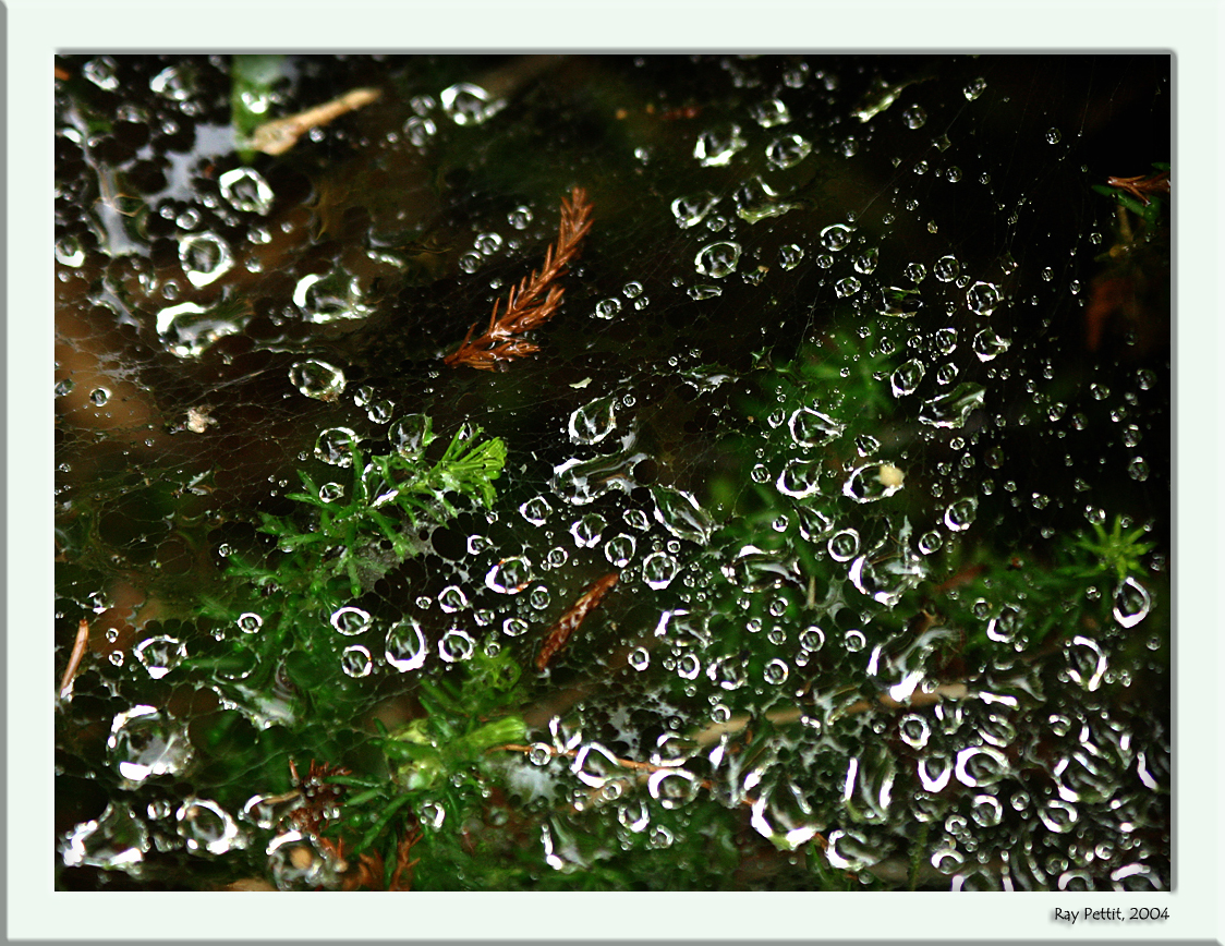 August 3 2004: <br> After the Rain