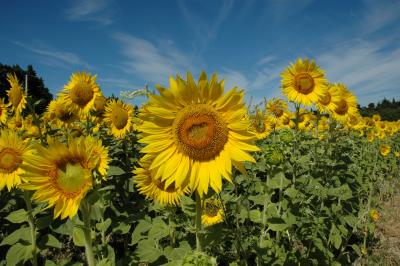 Sunflowers - France