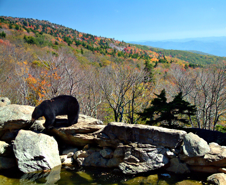 A Bear's View