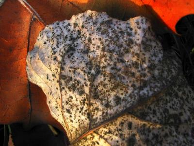 IMG_0018a.jpg
