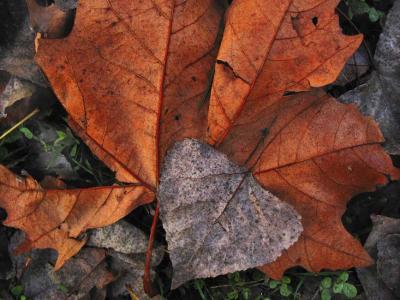 ::an appreciation of autumn leaves::