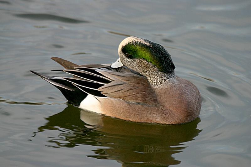 American Widgeon...