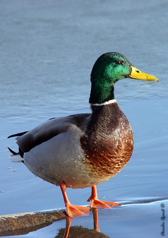 Mallard Drake...