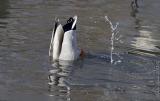 Mallard Drake...