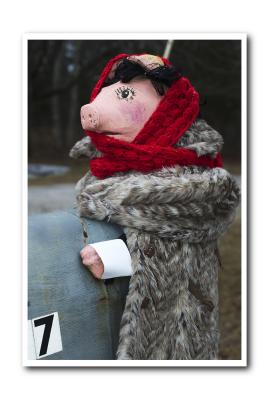 ....a cold porker bundles up in her winter finery!