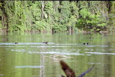 Giant Otters, Manu Jungle