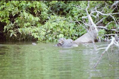 Giant Otters, Manu Jungle
