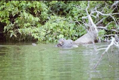 Giant Otters, Manu Jungle