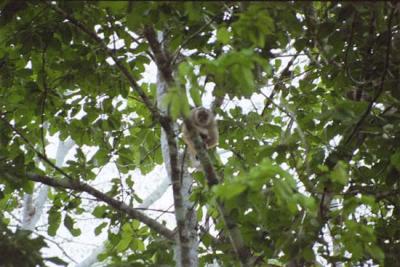 Angry White-faced Capuchin Monkey, Manu Jungle