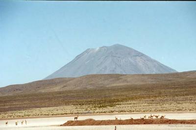 El Misti volcano, with Vicuna