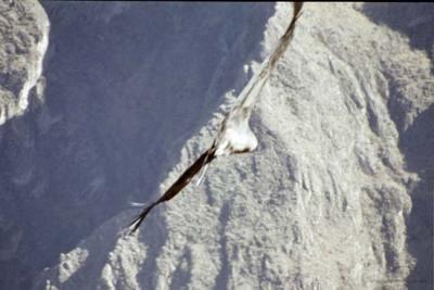 Andean Condor, Colca Canyon