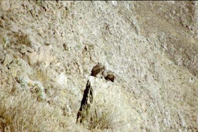 Andean Condors