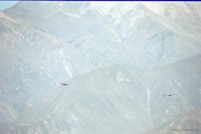 Andean Condors, Colca Canyon