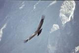 Andean Condor, Colca Canyon