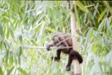 Spider Monkey, Manu Jungle