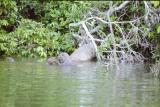 Giant Otters, Manu Jungle