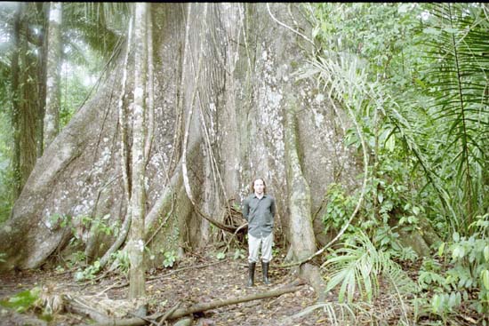 Me in front of a large tree, Manu Jungle