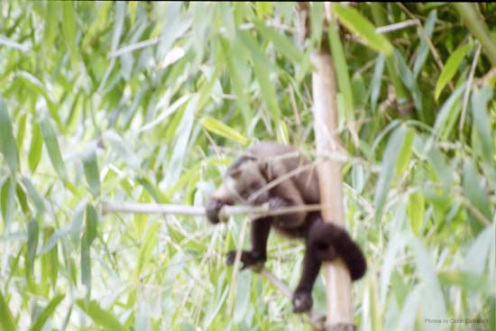 Spider Monkey, Manu Jungle