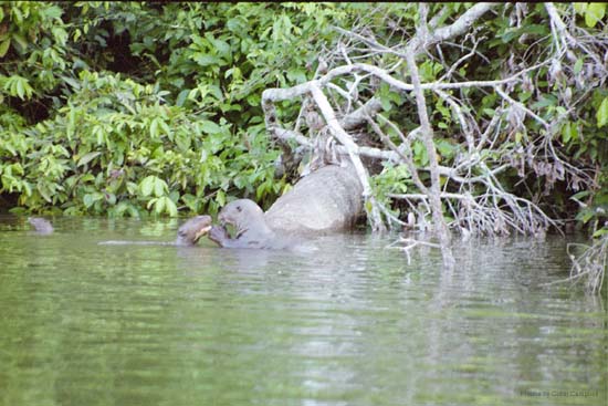 Giant Otters, Manu Jungle