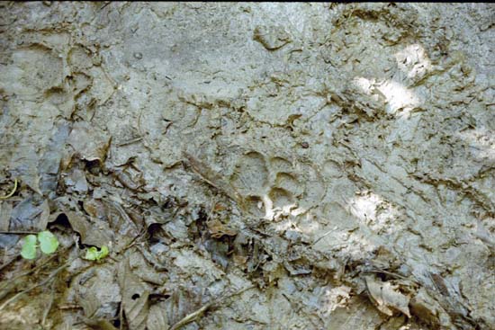 Jaguar tracks, Manu