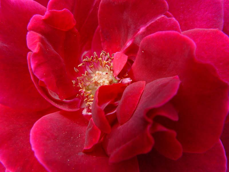 August 1, 2004<br><font size=2>Mirandy rose</font><br>Day 87