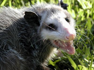 Possum