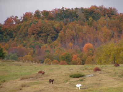 Horses on the Hill-Pomfret, Vermont