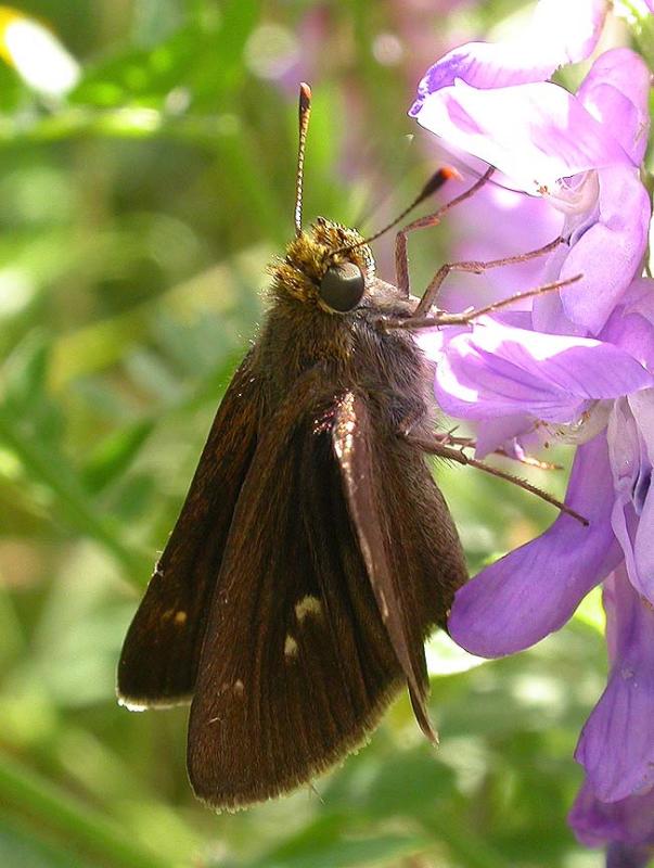 Northern Broken-Dash skipper (?) -- <i>Wallengrenia egeremet ?</i>