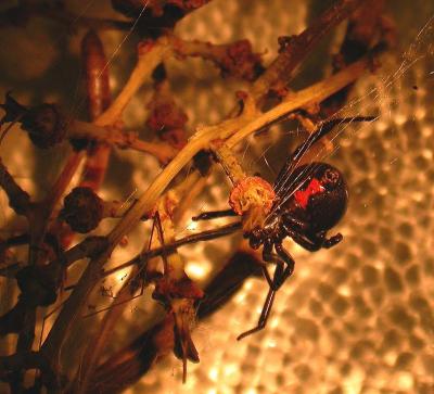Cobweb Weavers - Theridiidae