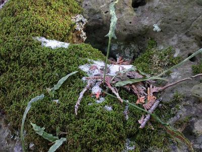 Walking Fern -- Asplenium rhizophyllum L