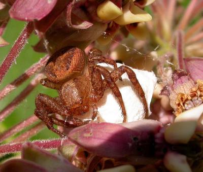 Crab spider with egg case on Milkweed flowers