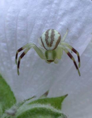 Flower spider at the farm