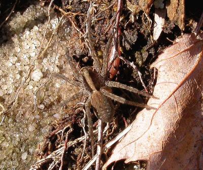 Wolf spider on shoreline of flooded forest