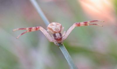 Crab spider on blade of grass