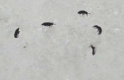 Springtails - close-up 2