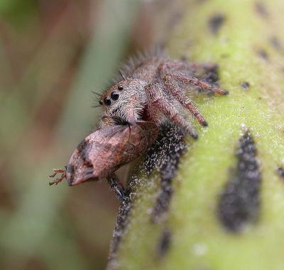 Jumping spider holding a Leaf Hopper on Milkweed stem